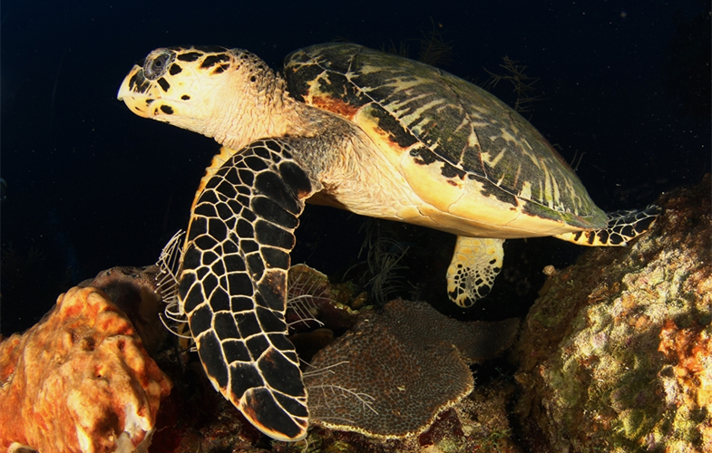 Hawksbill Turtle CREDIT:  WCS © Noel Lopez.JPG